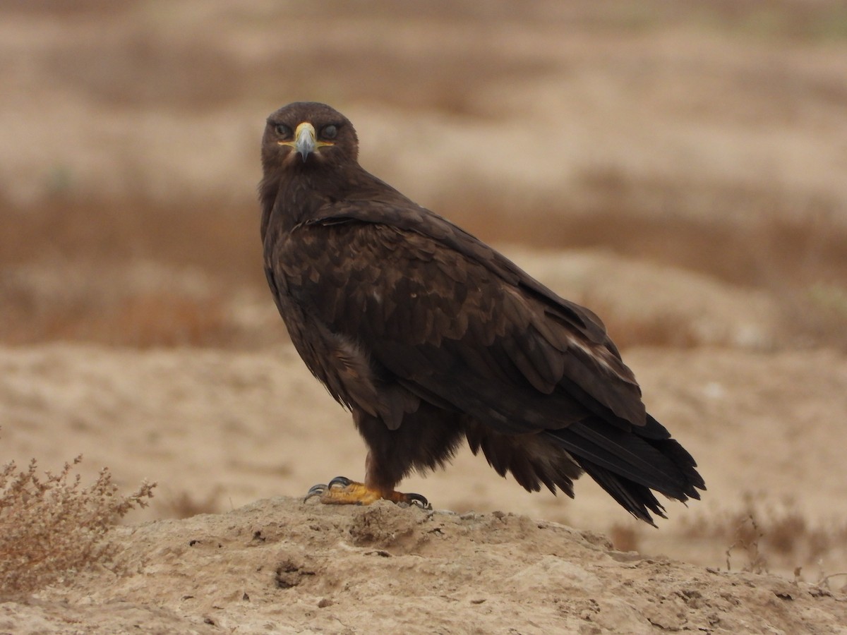 Steppe Eagle - ML625841660