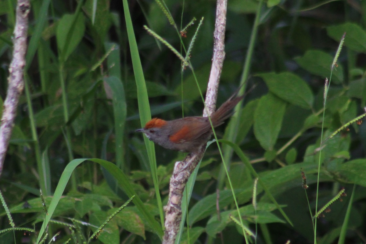 Spix's Spinetail - ML625841847