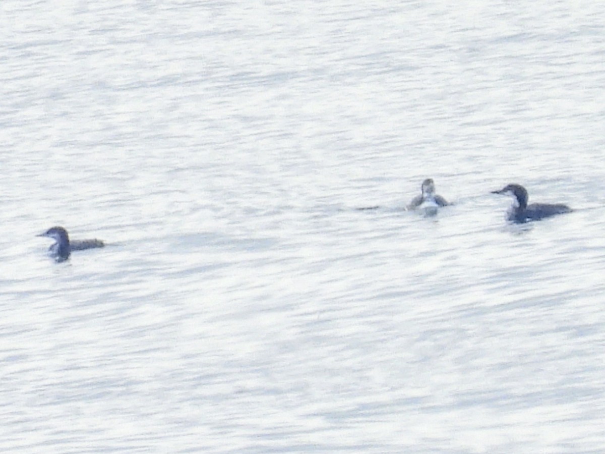 Pacific Loon - ML625841878