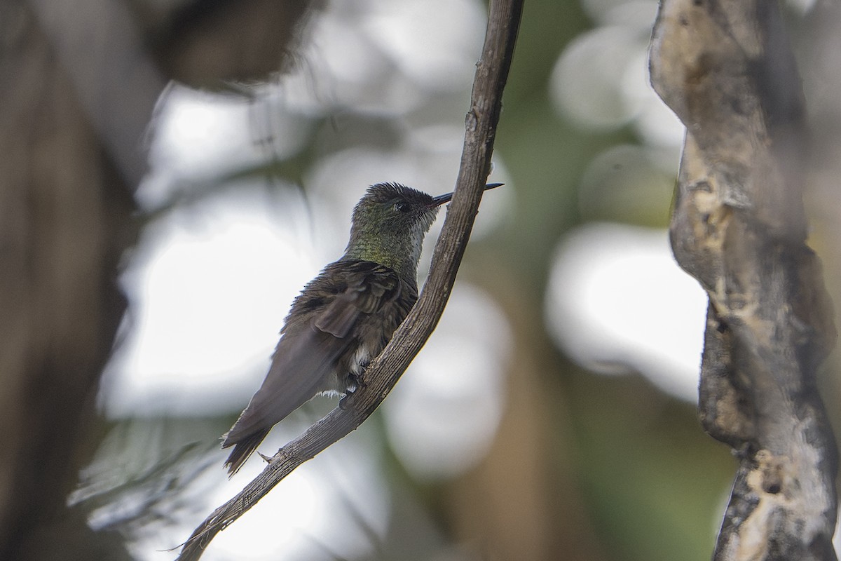 kolibřík azurovotemenný (ssp. cyanocephala) - ML625841990