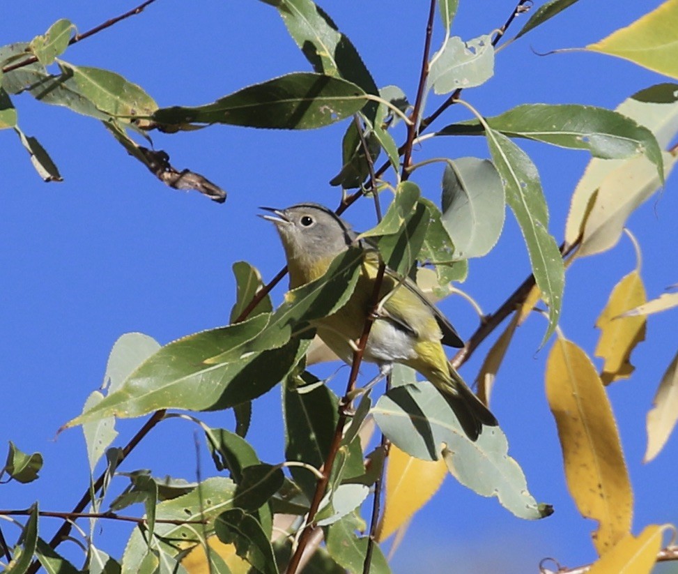 Nashville Warbler - ML625842115