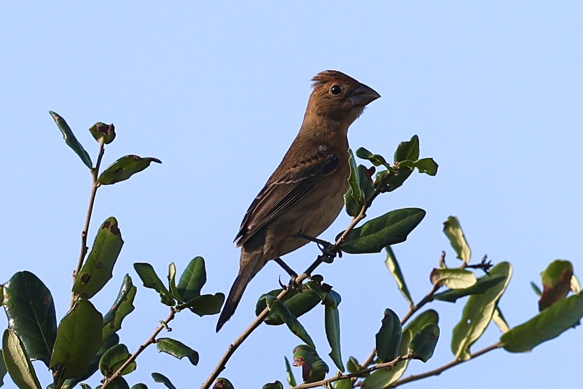 Blue Grosbeak - ML625842163