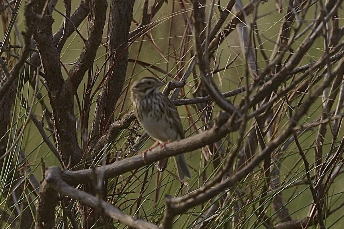 Savannah Sparrow - ML625842173