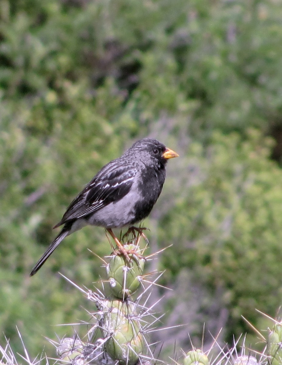 Mourning Sierra Finch - ML625842183