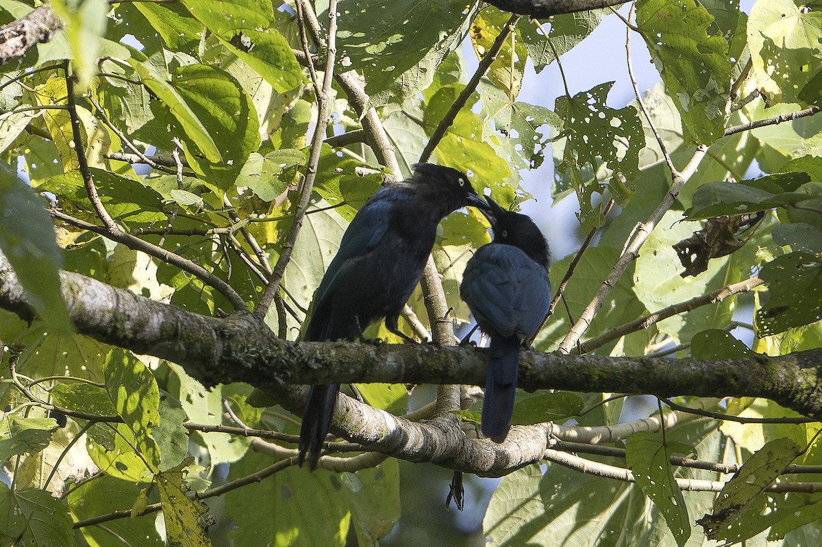 Bushy-crested Jay - ML625842217