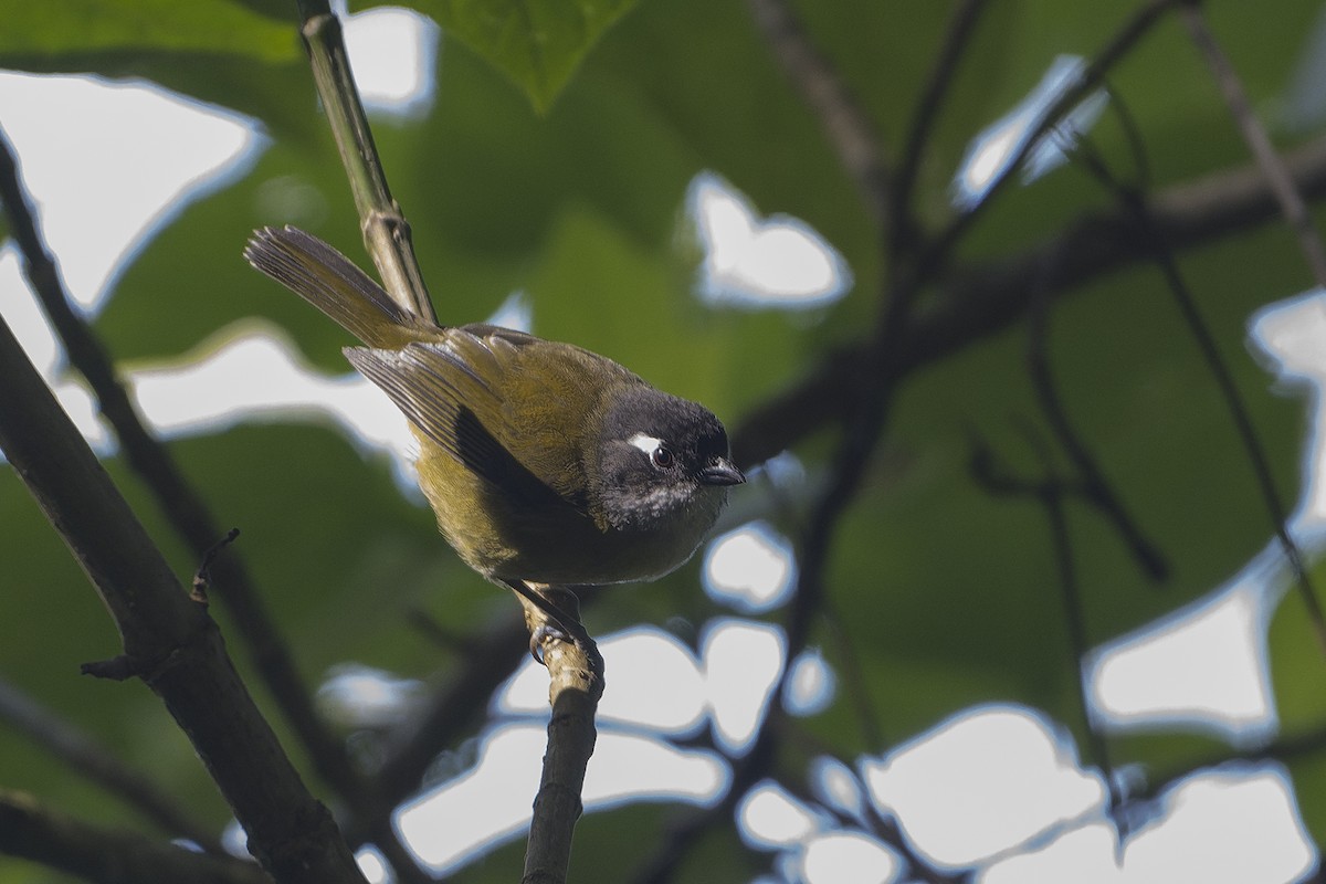 Common Chlorospingus (Middle America) - ML625842237