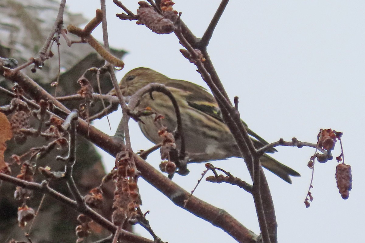 Pine Siskin - ML625842253