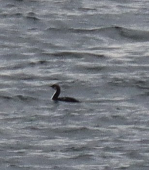 Pacific Loon - ML625842328