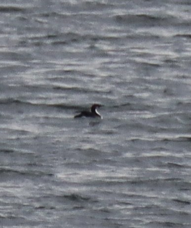 Pacific Loon - ML625842329