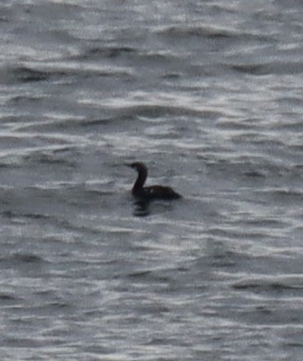 Pacific Loon - ML625842330