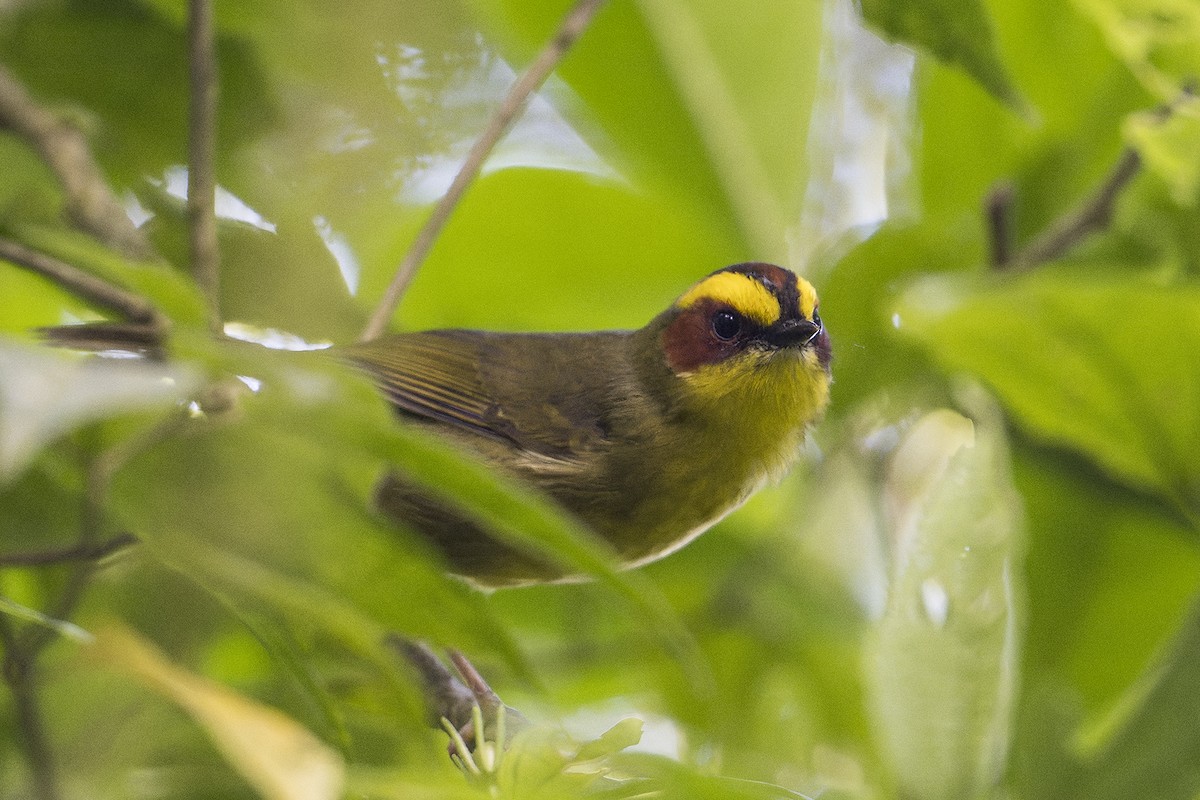 Golden-browed Warbler - ML625842338