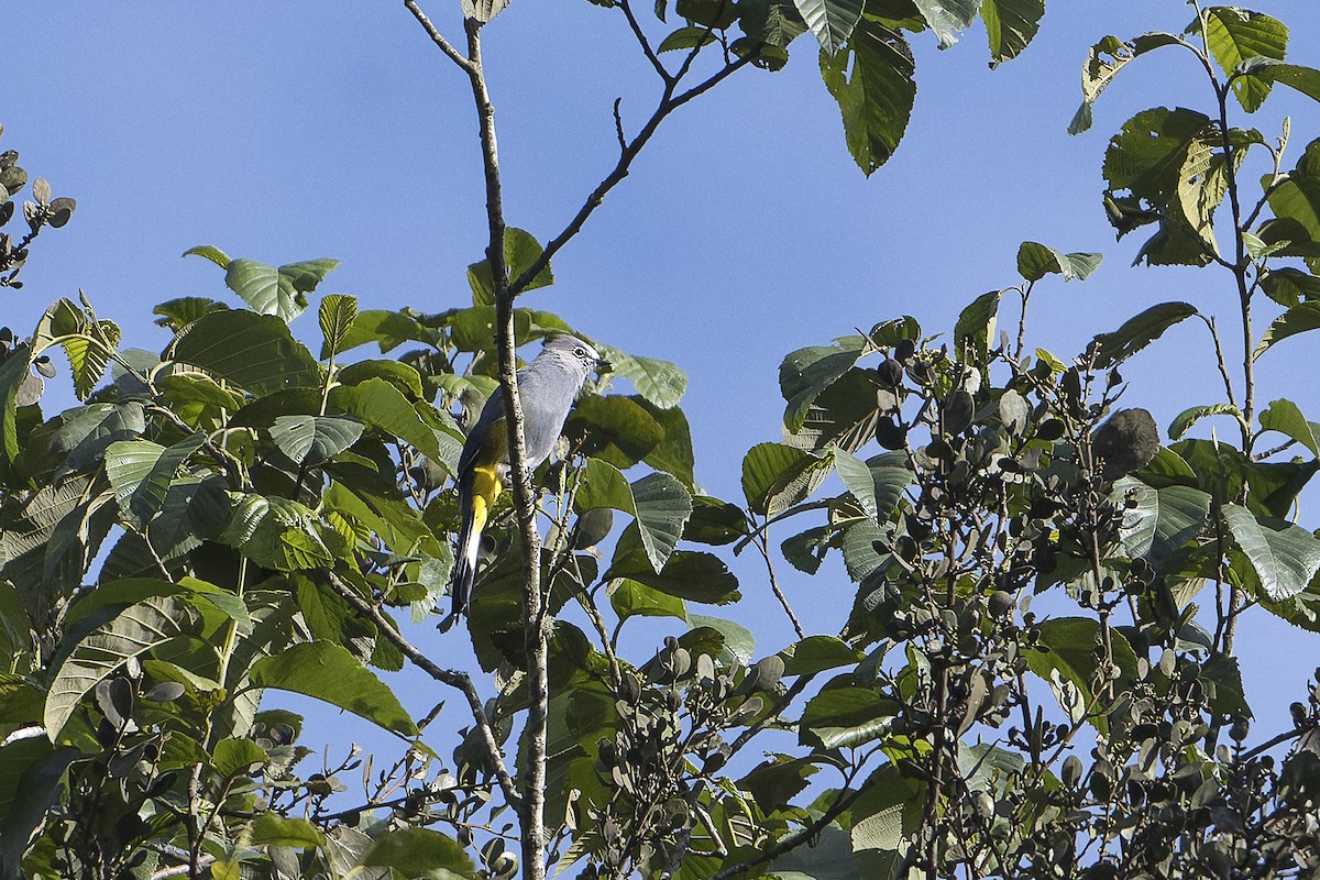 Gray Silky-flycatcher - ML625842372