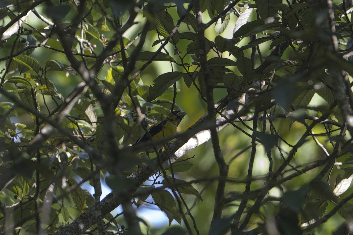 Hooded Grosbeak - ML625842379