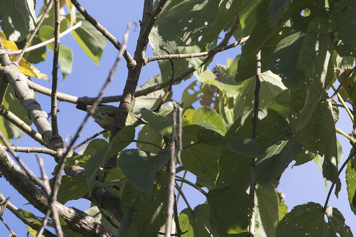 Red-legged Honeycreeper - ML625842400