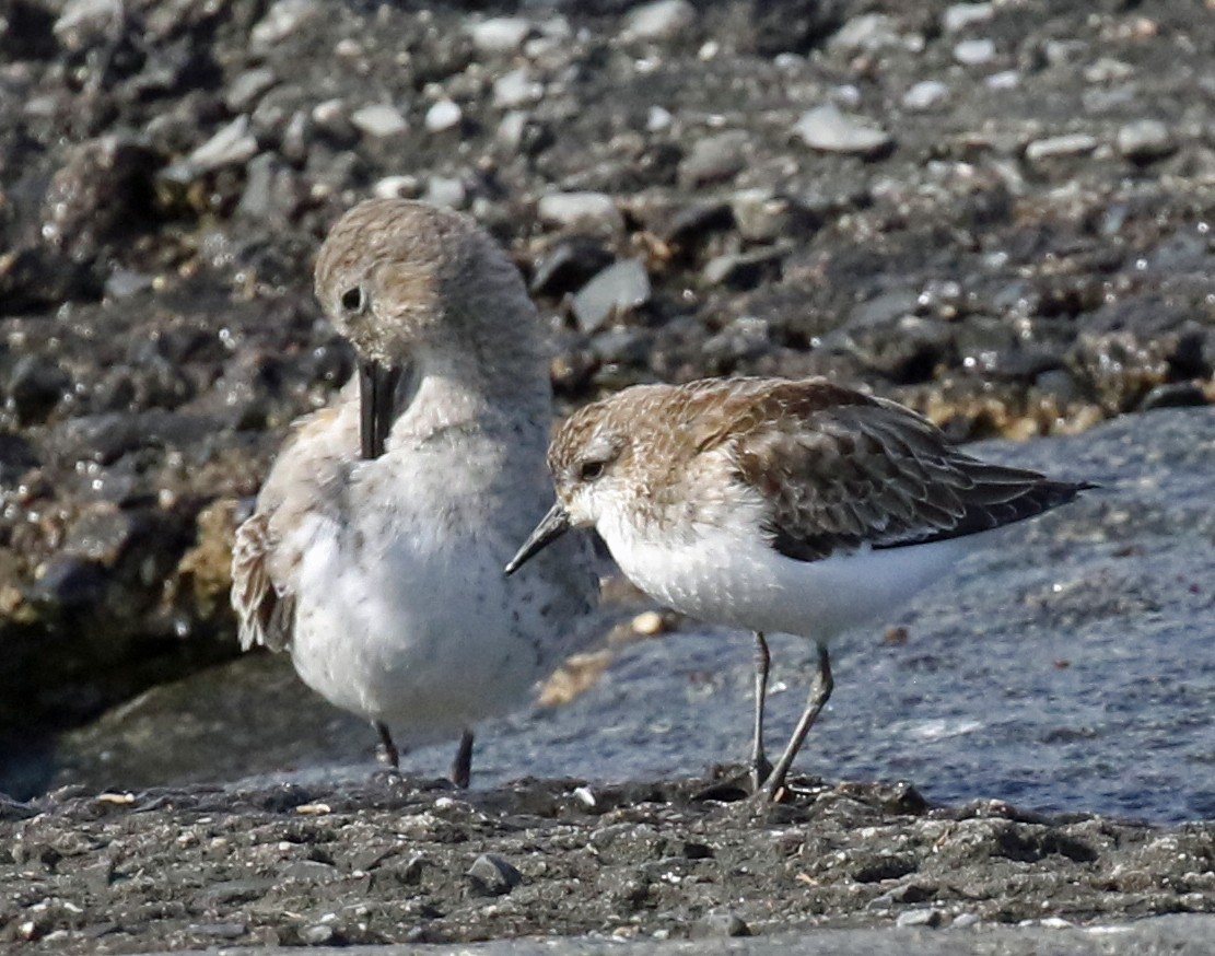 Semipalmated Sandpiper - ML625842429
