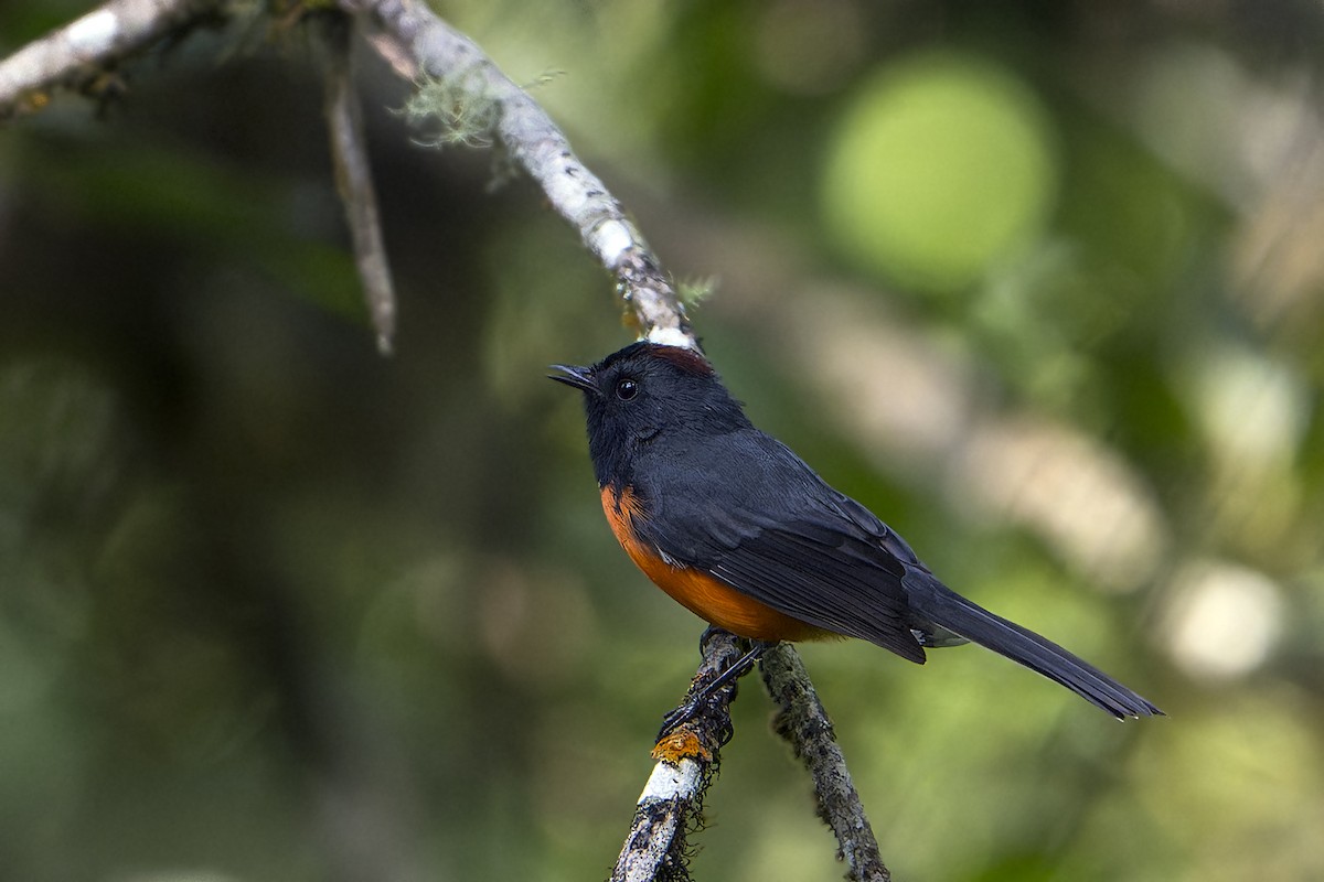 Slate-throated Redstart - ML625842437