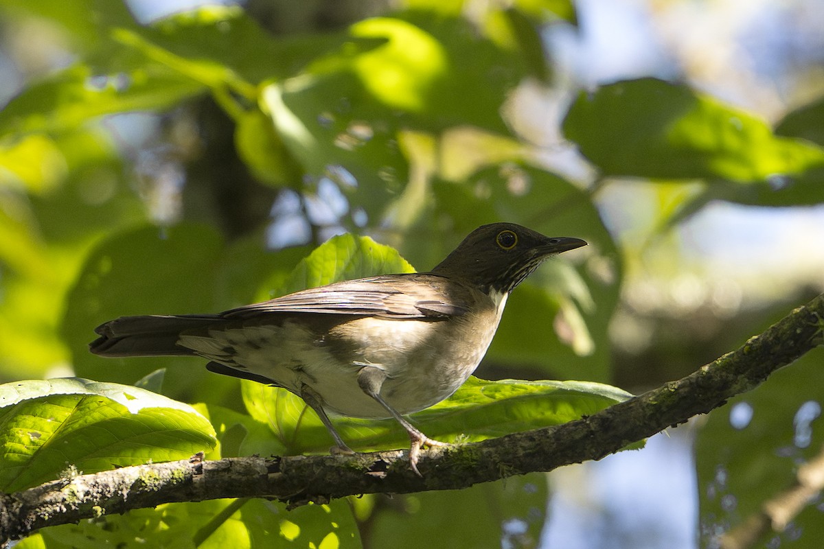 White-throated Thrush - ML625842454