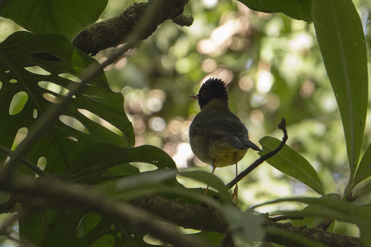 Yellow-throated Nightingale-Thrush - ML625842507