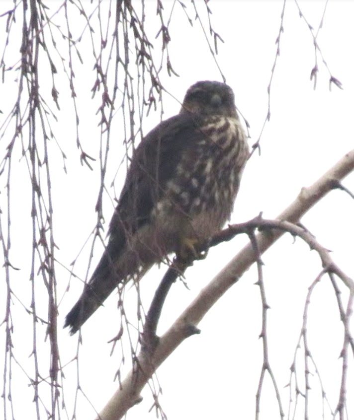 Merlin - ML625842510