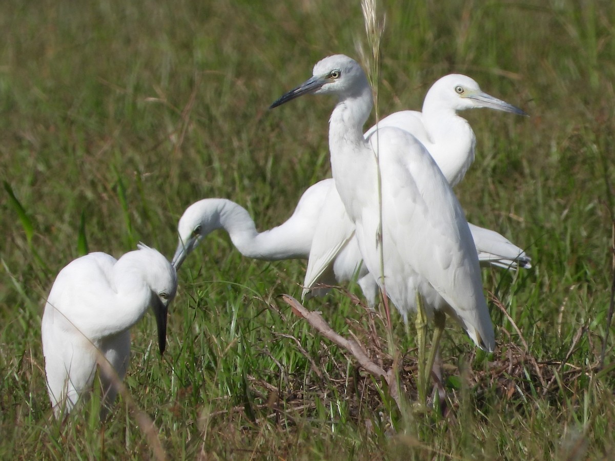 Little Blue Heron - ML625842592