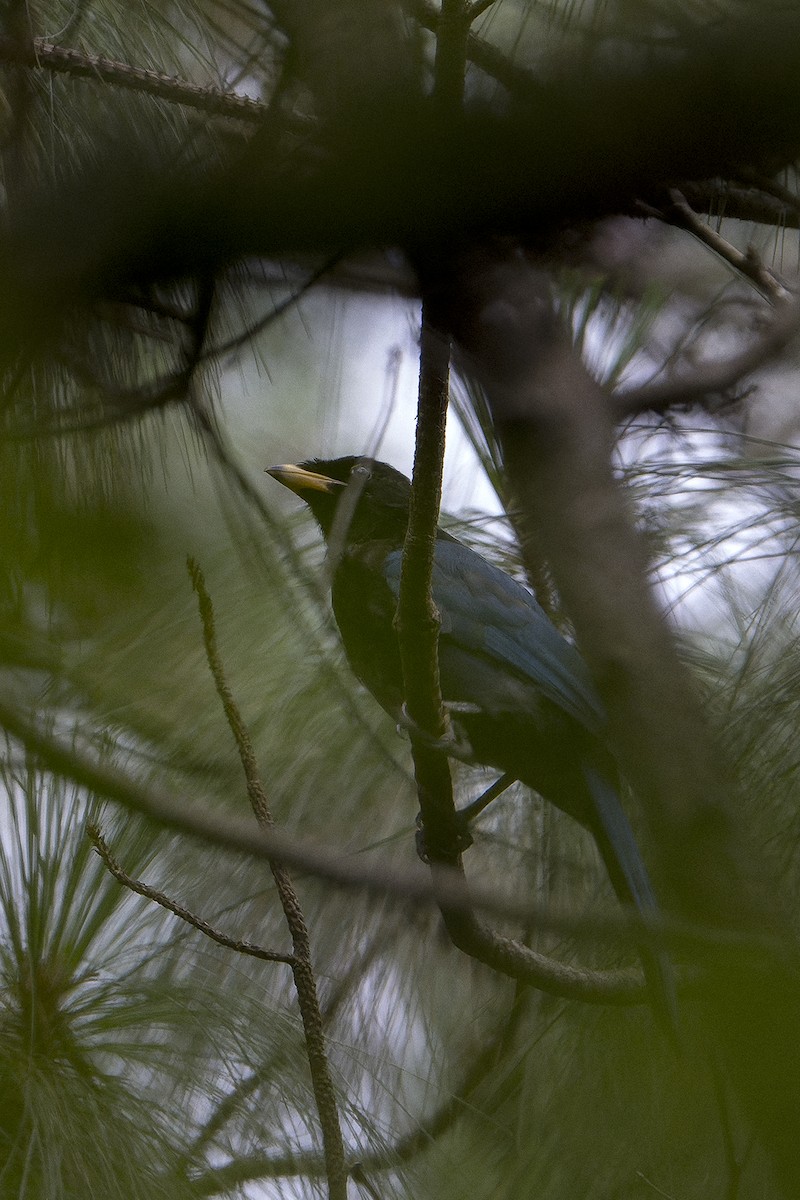 Bushy-crested Jay - ML625842601