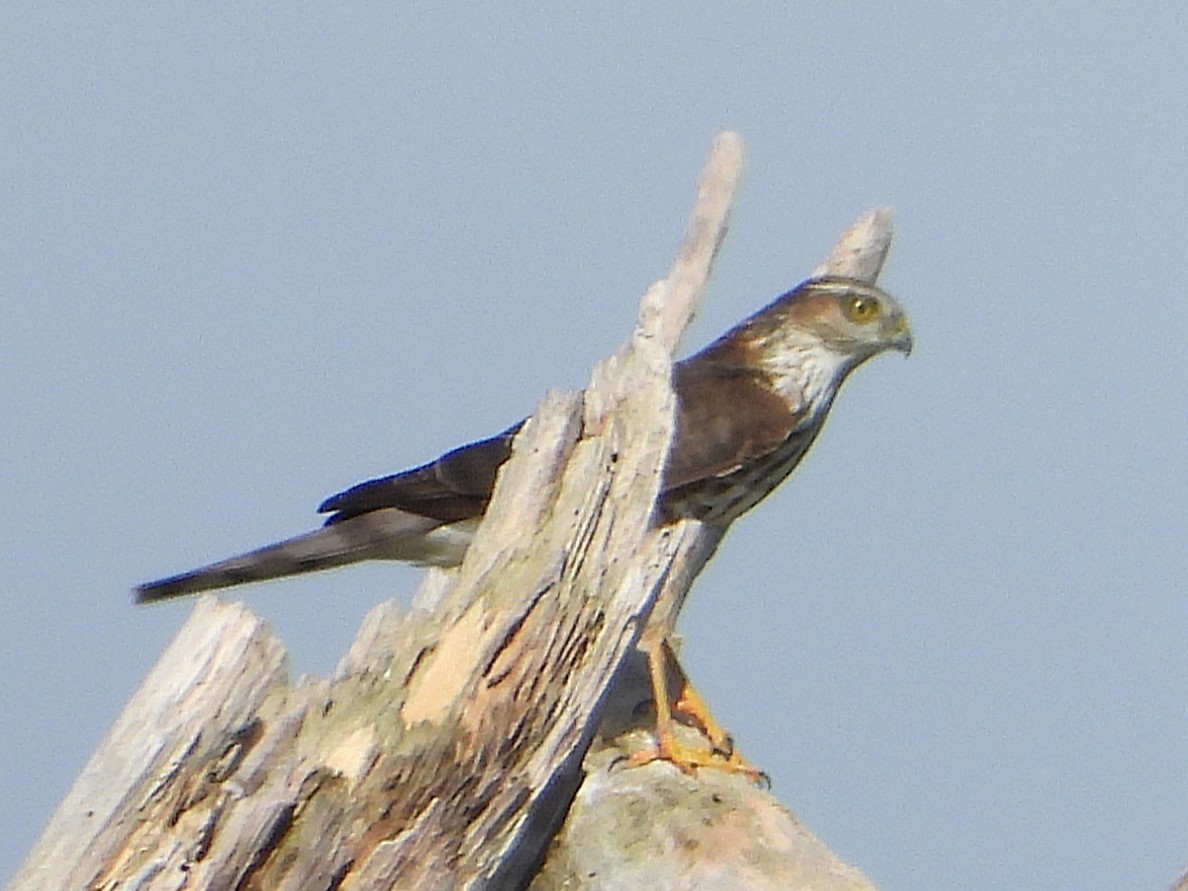 Sharp-shinned Hawk - ML625842605