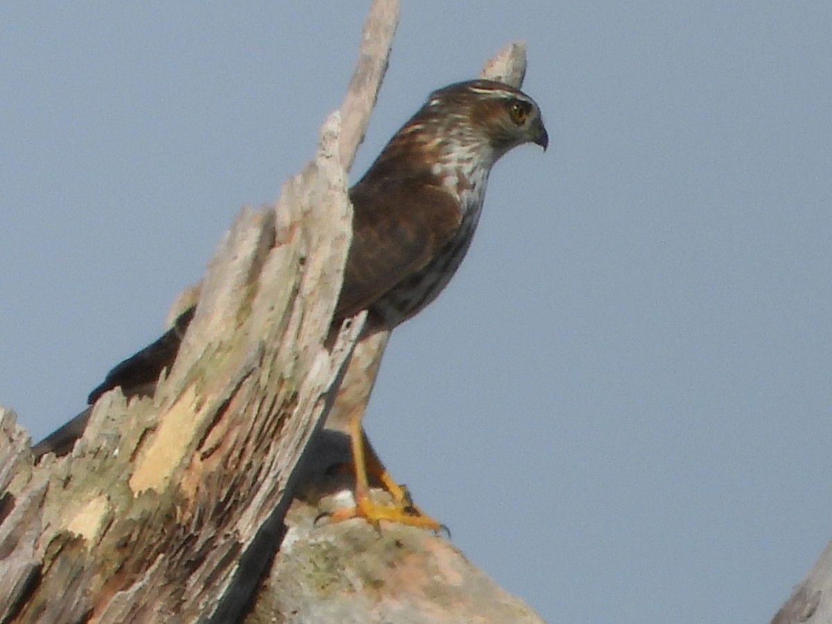 Sharp-shinned Hawk - ML625842606