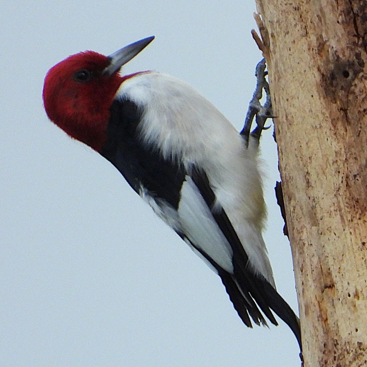 Red-headed Woodpecker - ML625842622