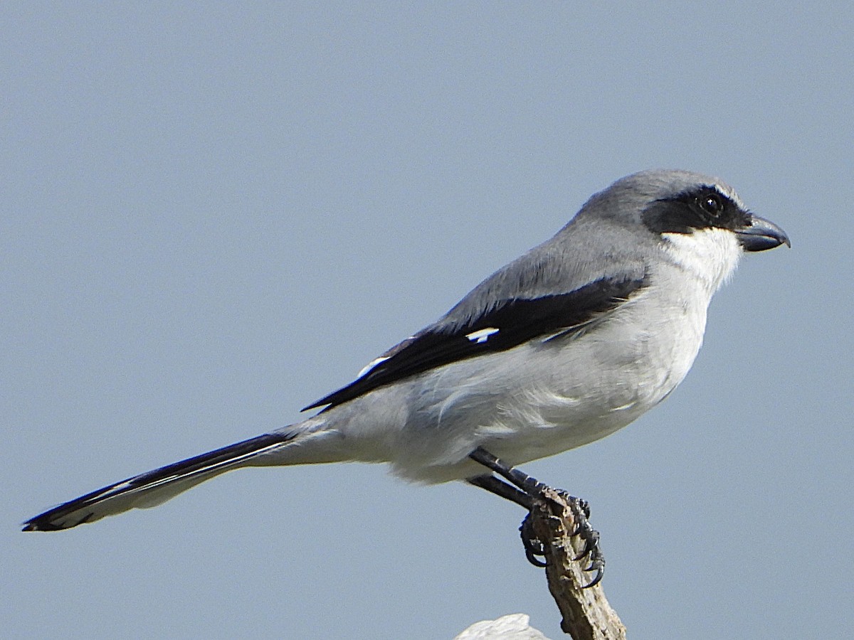 Loggerhead Shrike - ML625842629