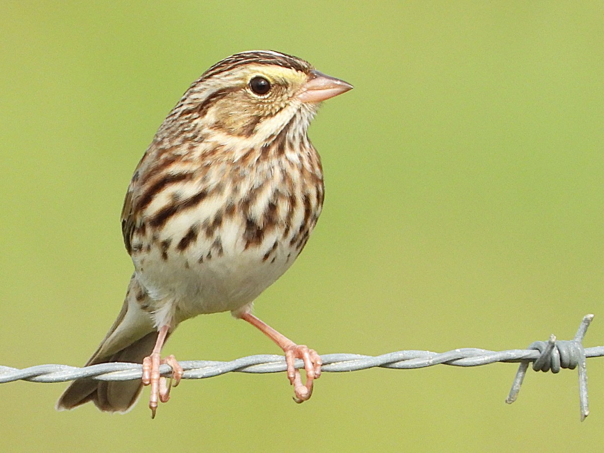 Savannah Sparrow - ML625842645