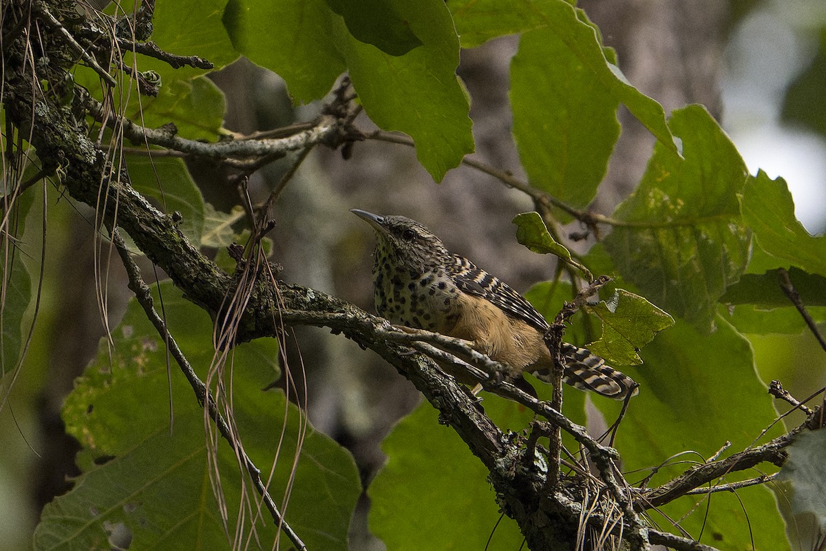 Band-backed Wren - ML625842649