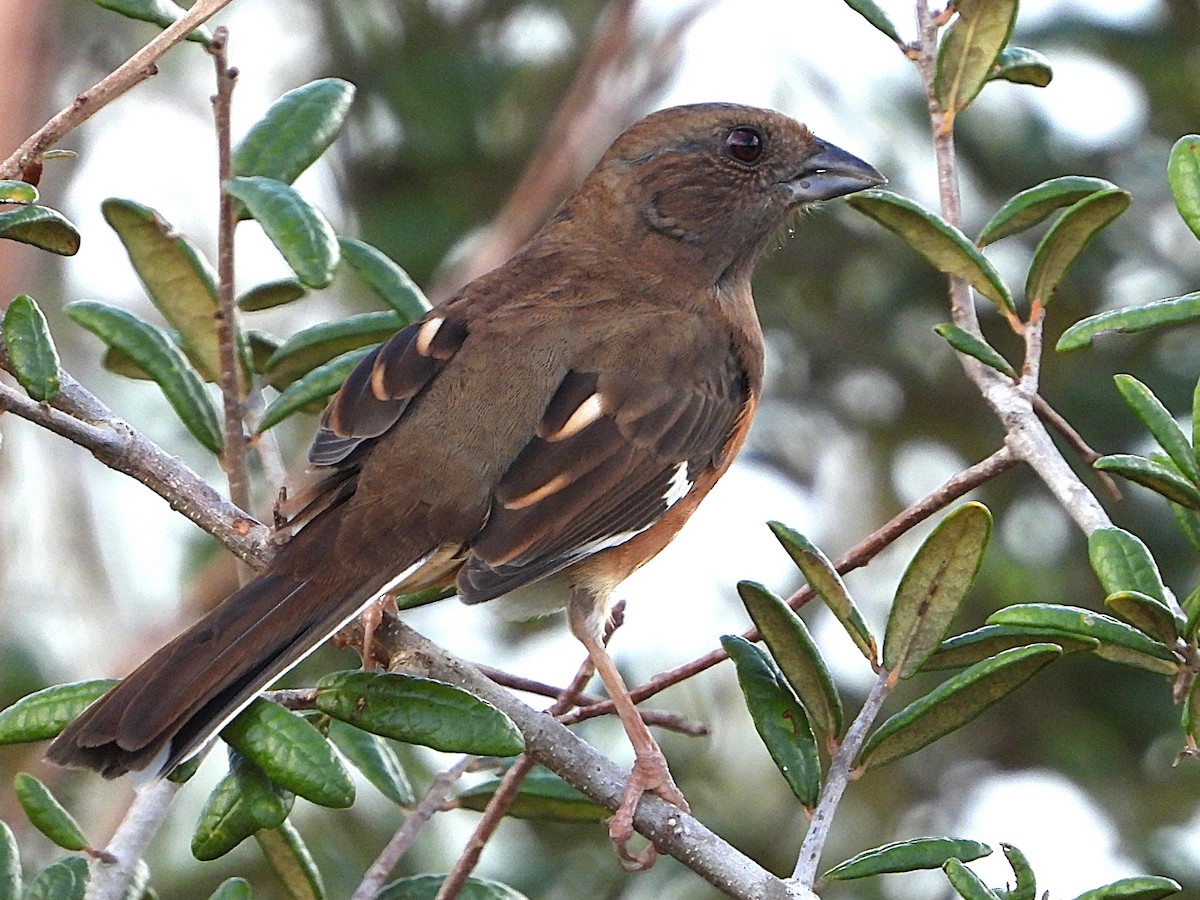 Eastern Towhee - ML625842662