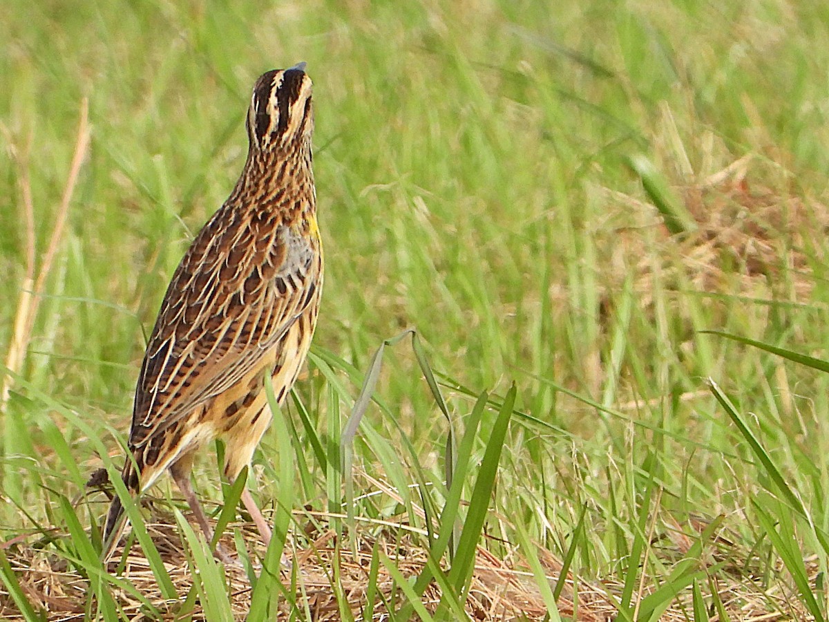 Eastern Meadowlark - ML625842667