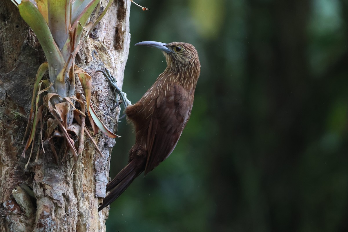 Strong-billed Woodcreeper (Andean/Northern) - ML625842761