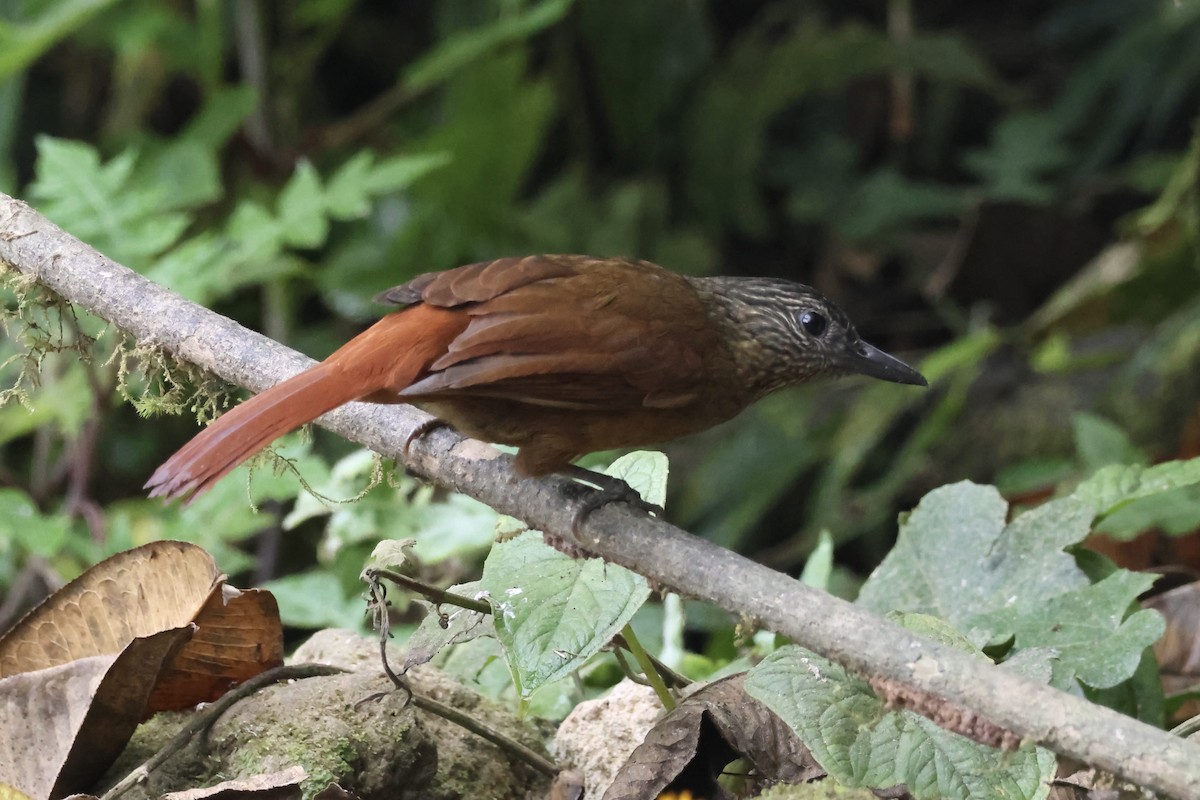 Streak-capped Treehunter - ML625842772