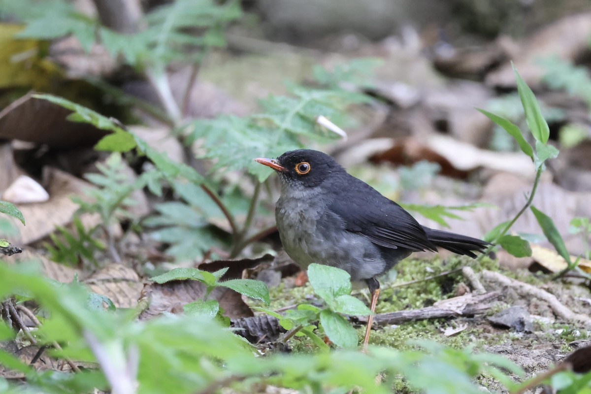 Slaty-backed Nightingale-Thrush (Slaty-backed) - ML625842789