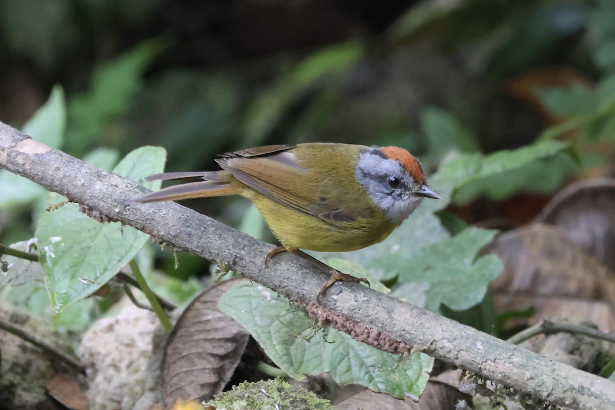 Russet-crowned Warbler - ML625842798