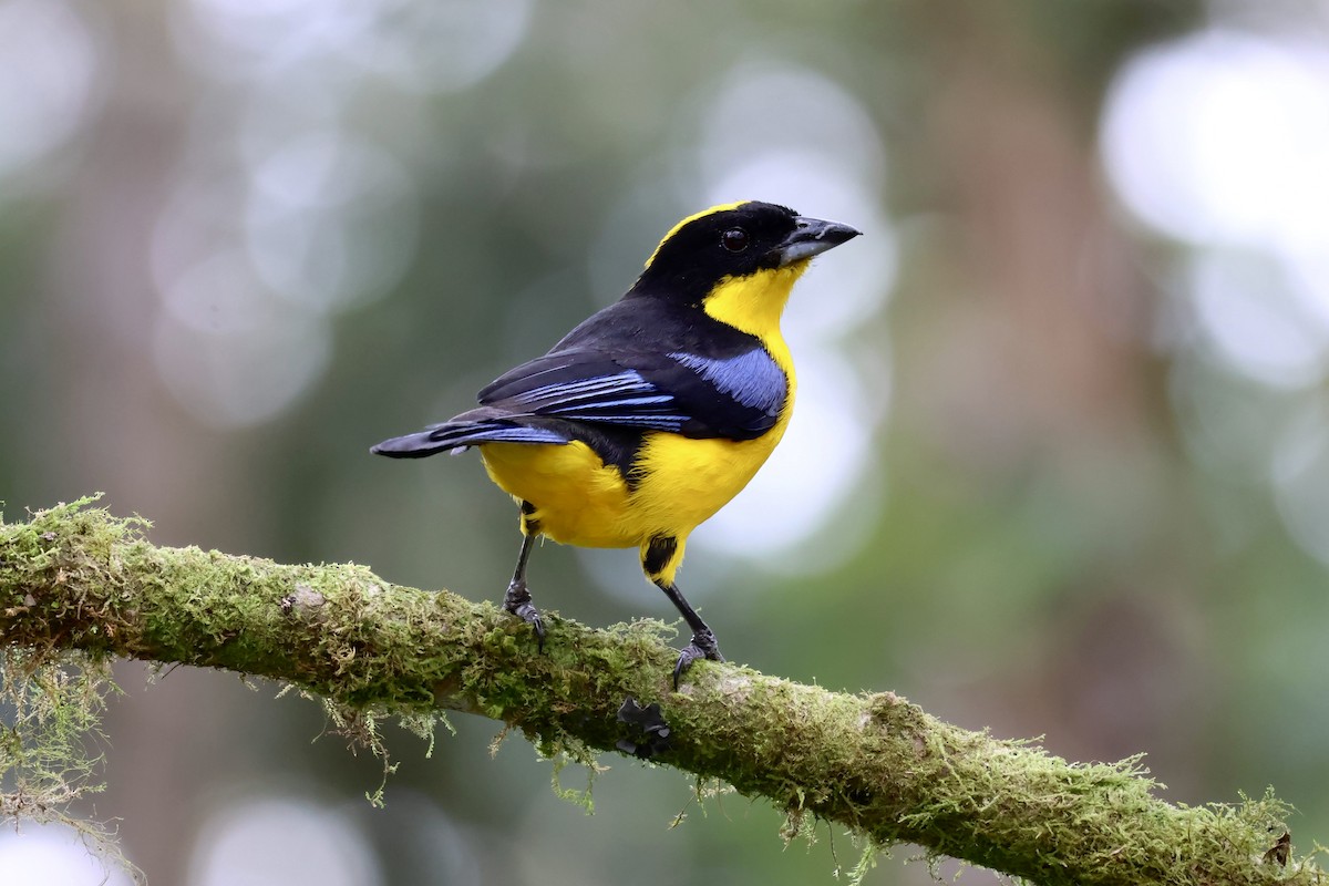 Blue-winged Mountain Tanager (Blue-winged) - ML625842808