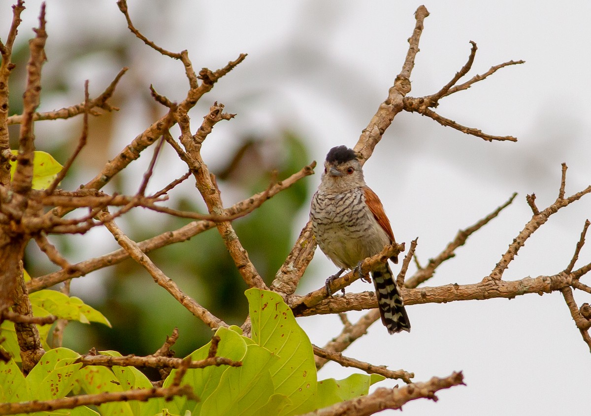 Rufous-winged Antshrike - ML625842822