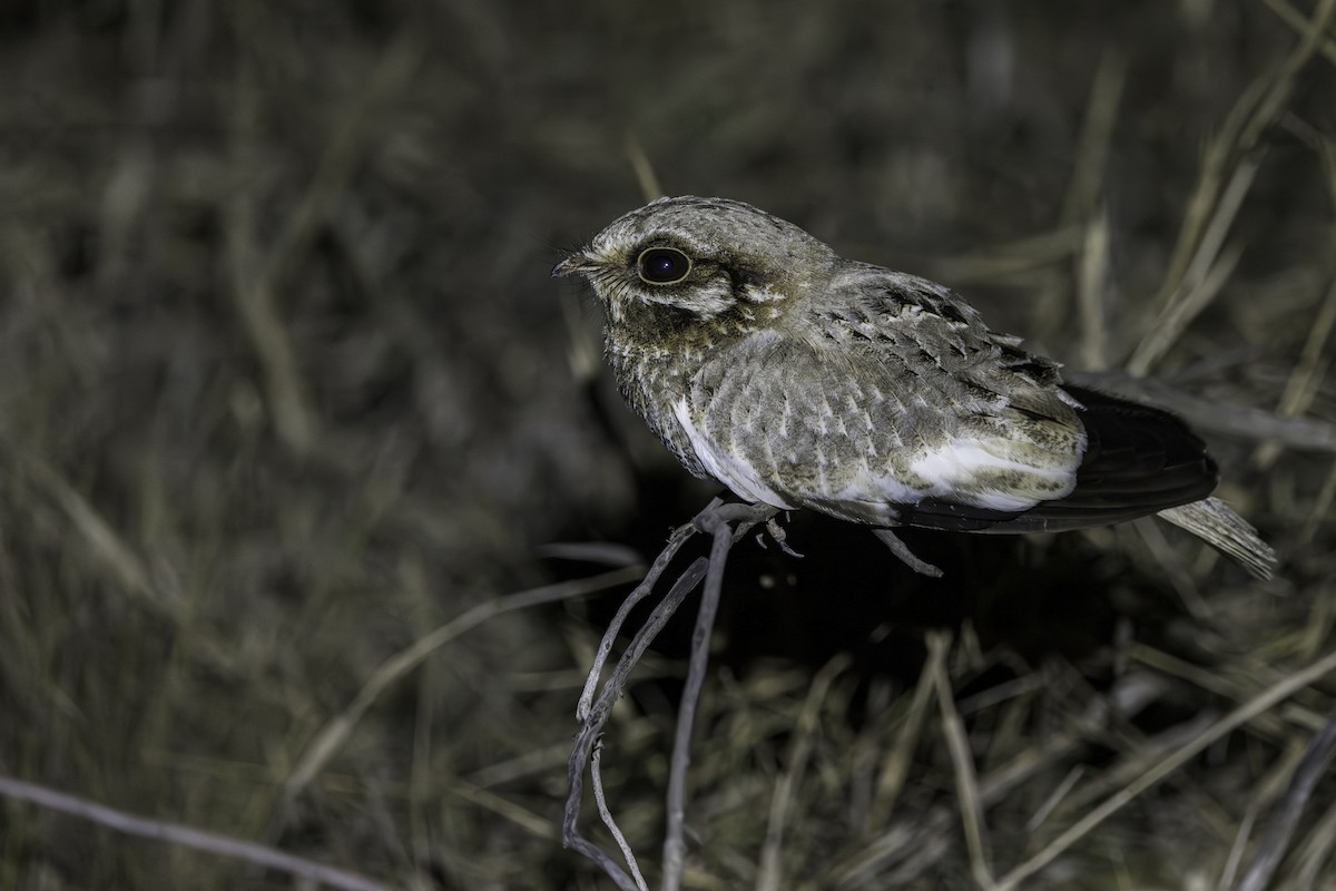 White-winged Nightjar - ML625843444