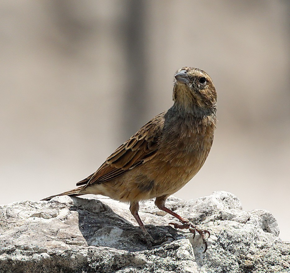 Lark-like Bunting - ML625843516
