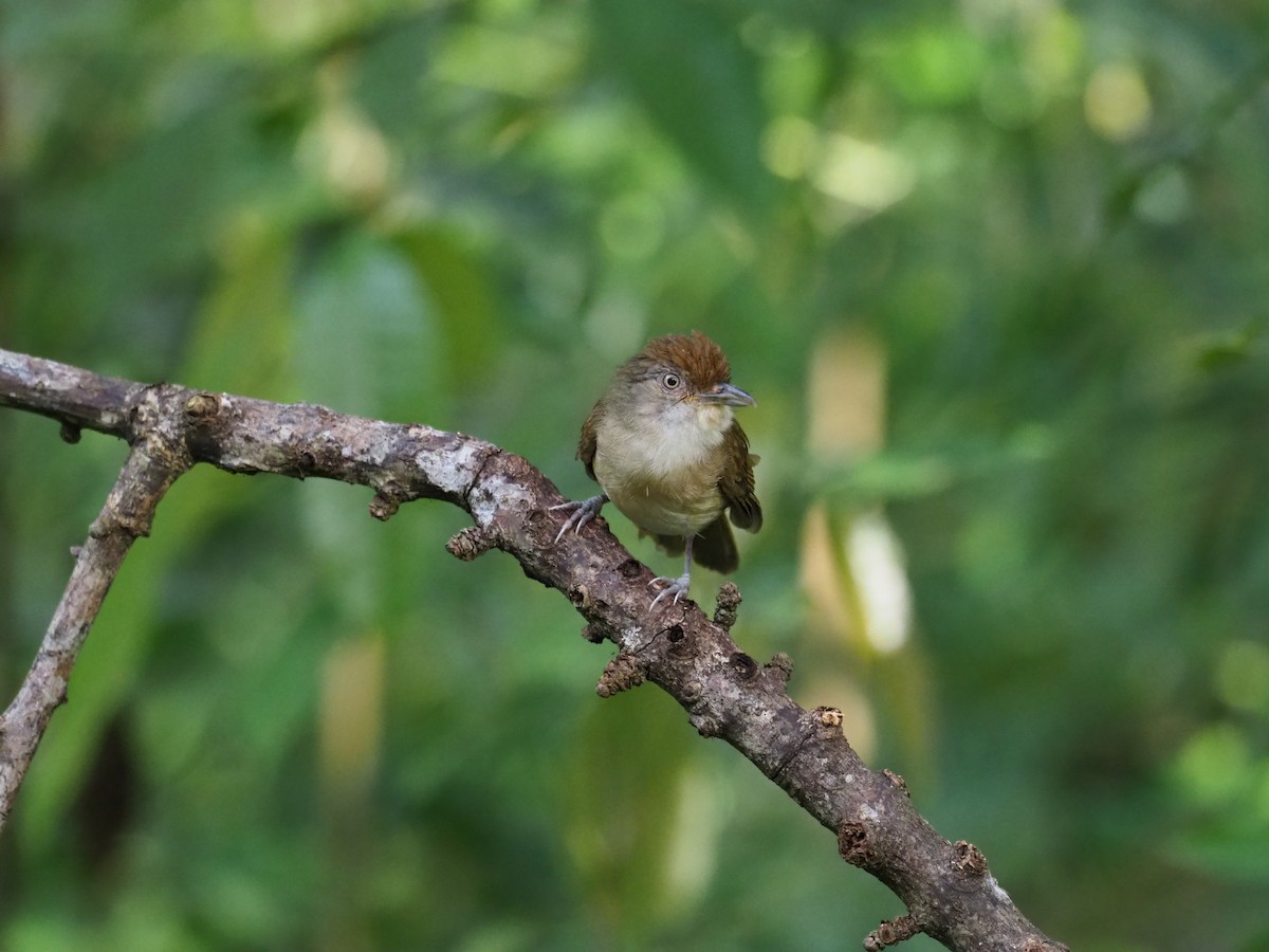 Palawan Babbler - ML625843835