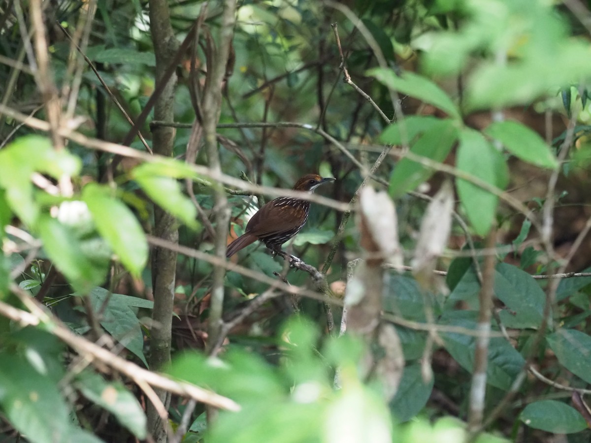 Falcated Wren-Babbler - ML625843877