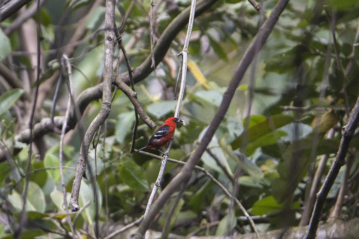 White-winged Tanager - ML625843950