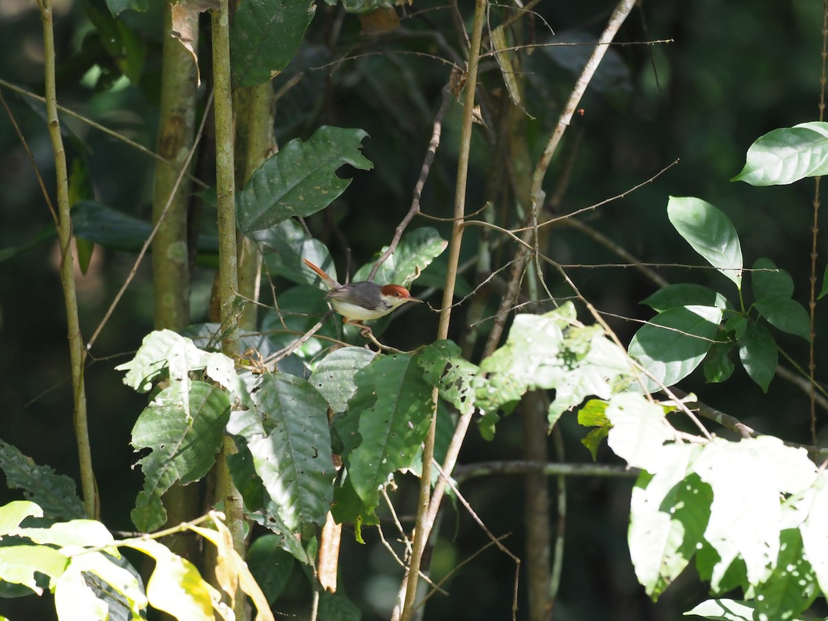 Rufous-tailed Tailorbird - ML625843974