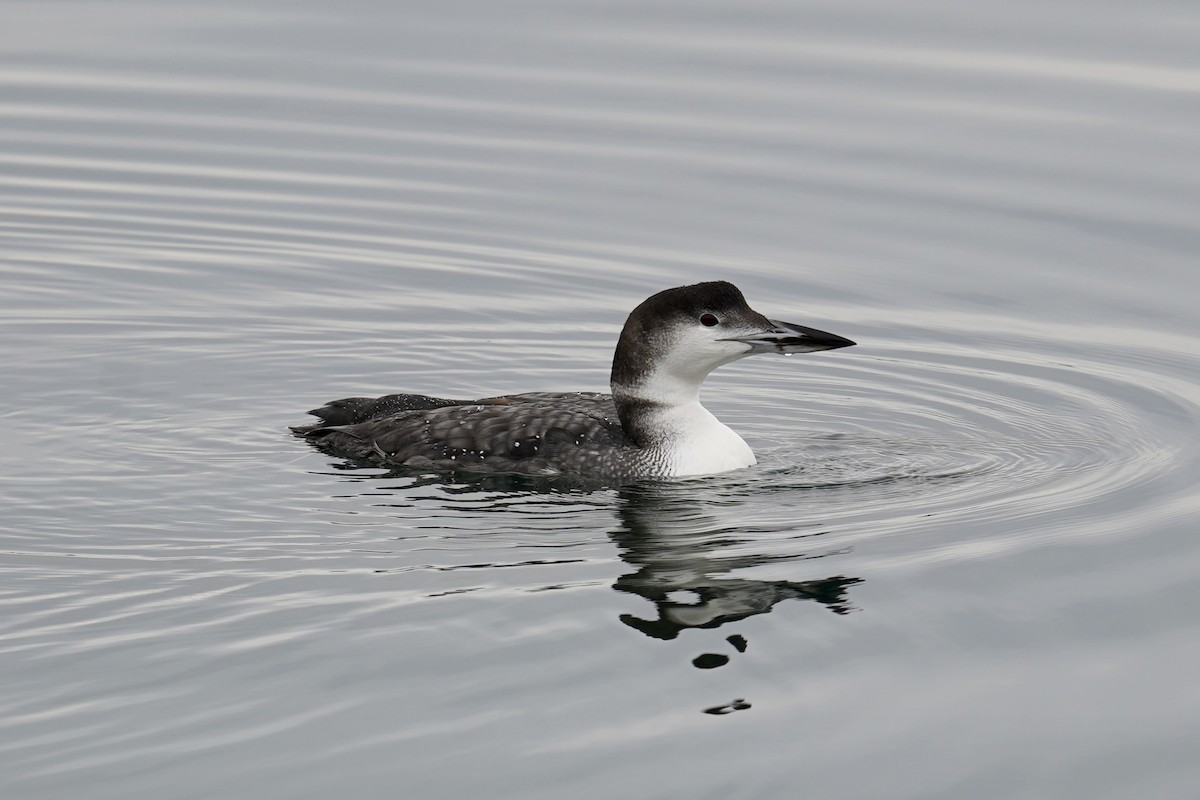 Common Loon - ML625844012