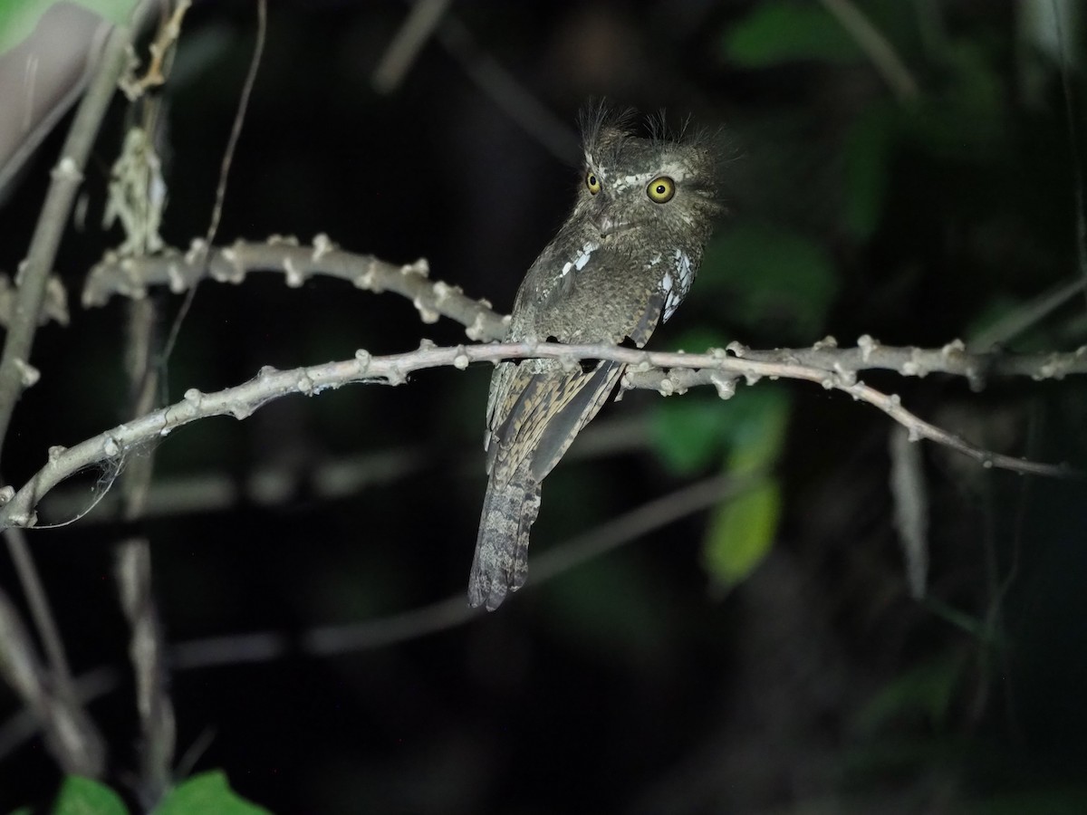 Palawan Frogmouth - ML625844081