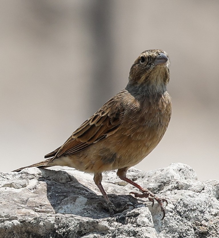 Lark-like Bunting - ML625844158