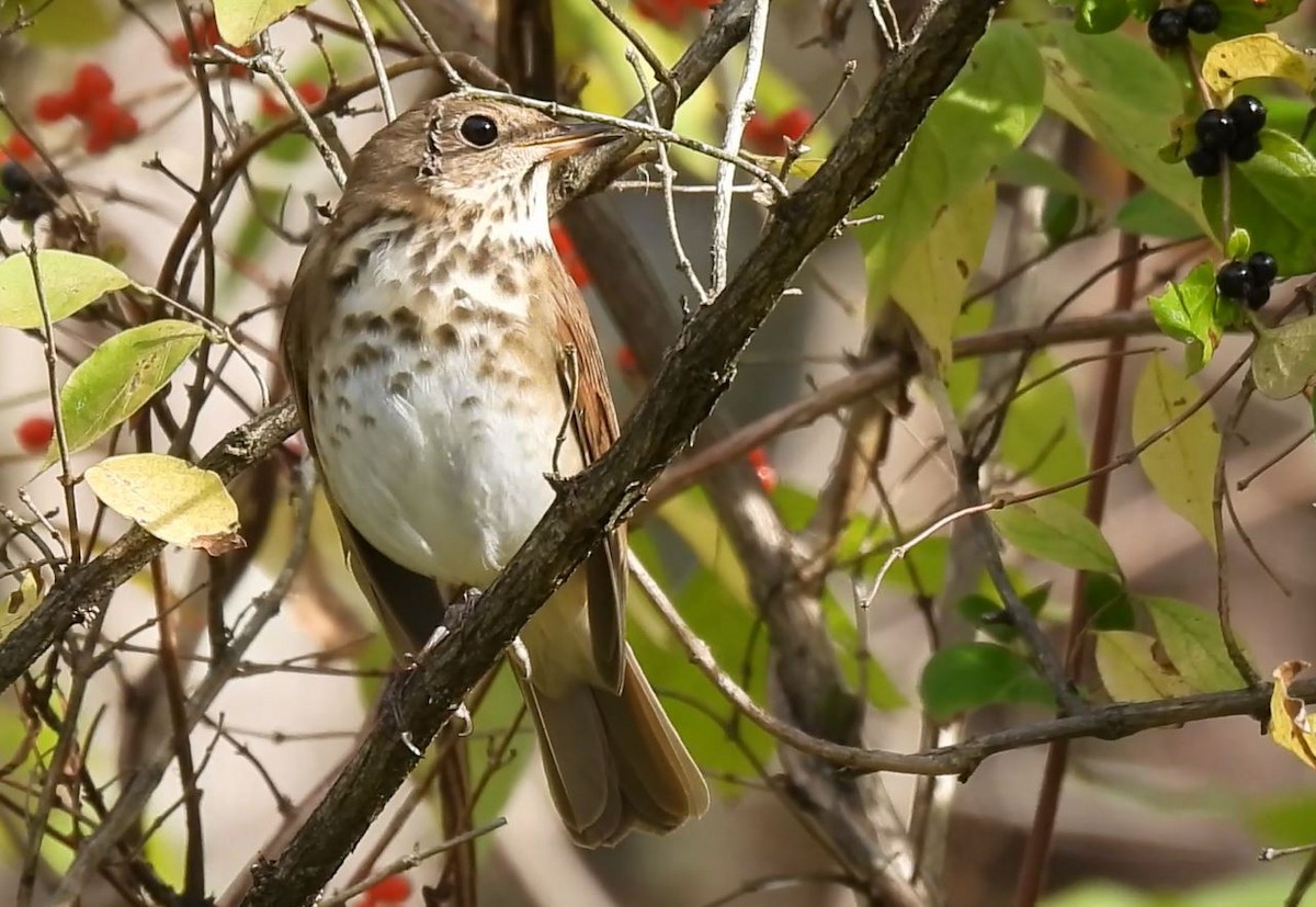 Hermit Thrush - ML625844396