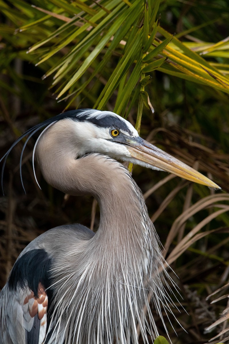 Great Blue Heron - Lucas Pittman